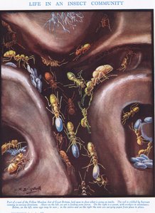 Livet i en insektsgemenskap, illustration från "The Science of Life"